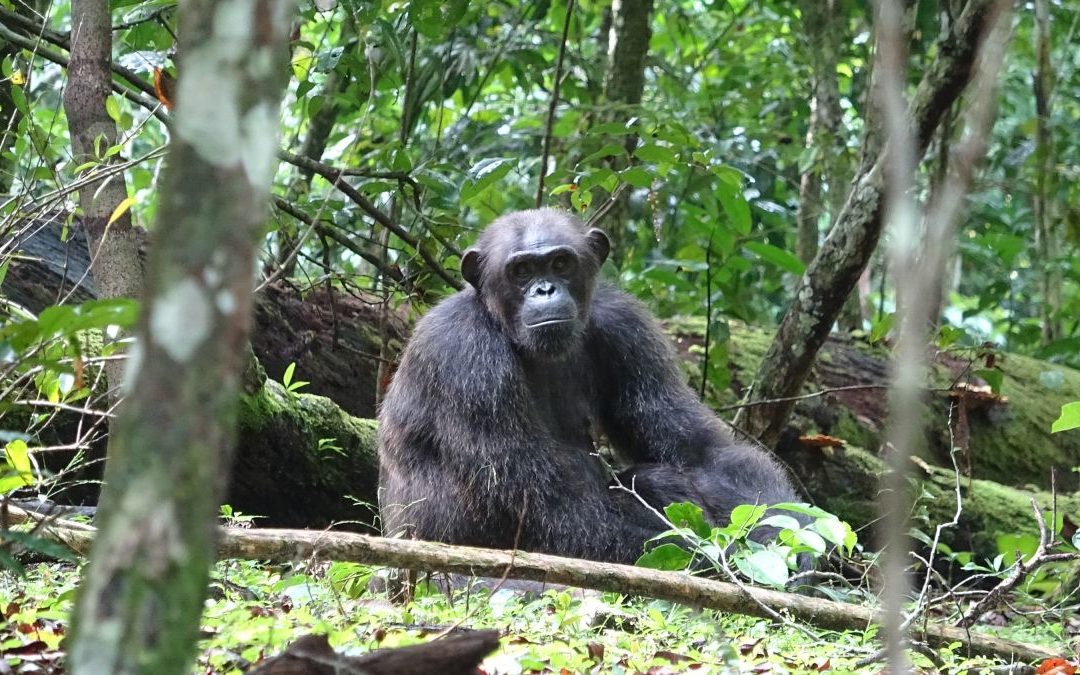 6 Day Gorilla and Chimpanzee Safari