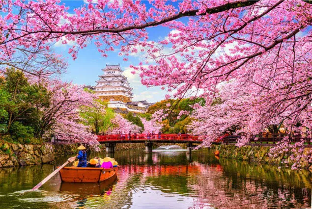 Cherry Blossoms In Japan