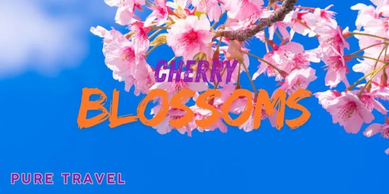 Cherry Blossoms: