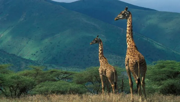 Attractions in Africa