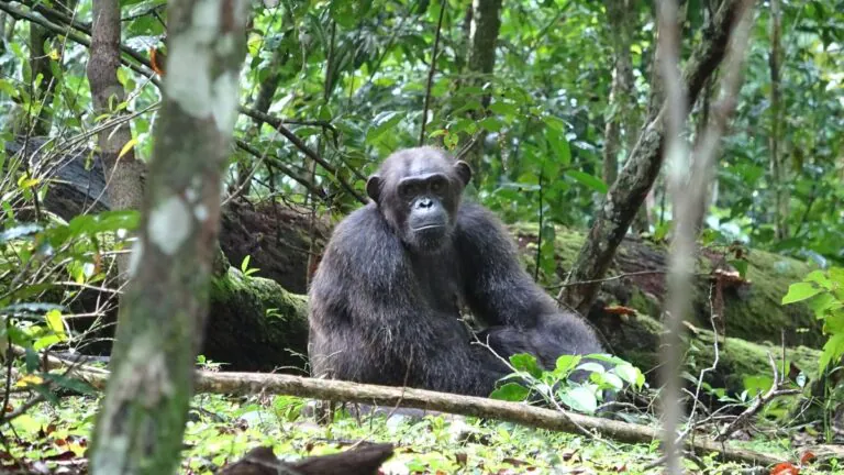 Gorilla and Chimpanzee