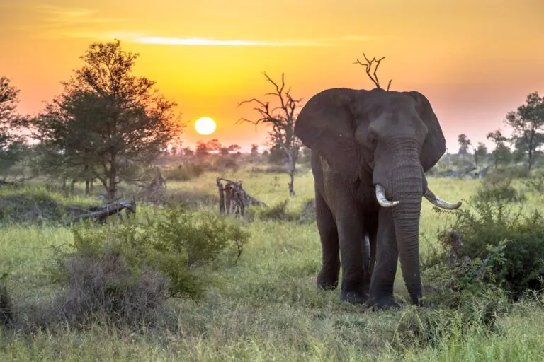 Kruger National Park