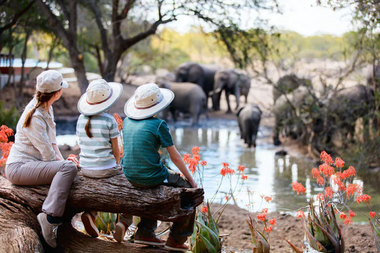 african safari