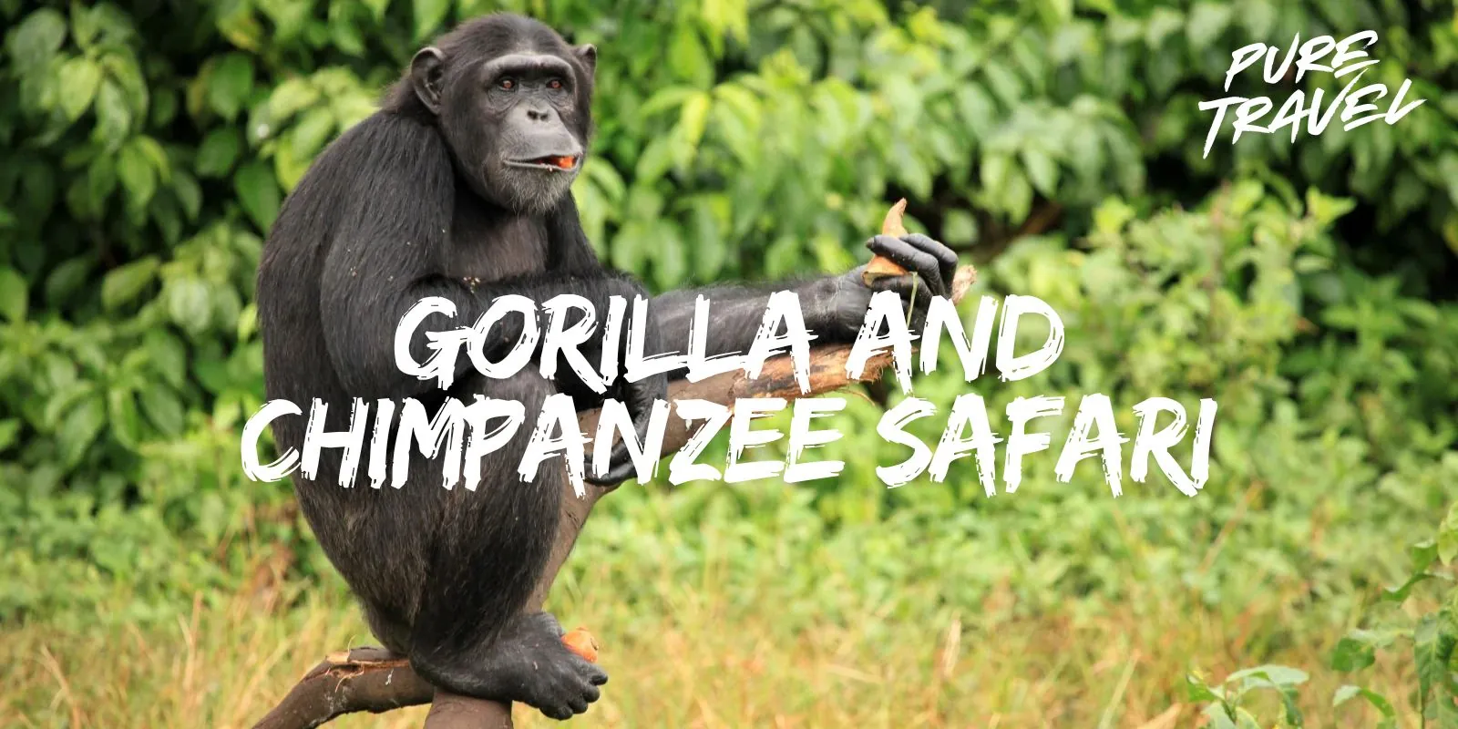 Gorilla and Chimpanzee Safari