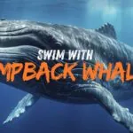 Swim With Humpback Whales