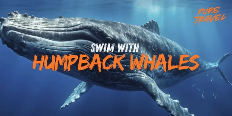 Opportunities To Swim With Humpback Whales On The Gold Coast