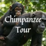 Chimpanzee Tour