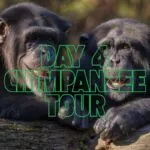 Day 4 Chimpanzee Tour