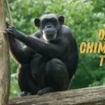 Day 5 Chimpanzee Tour
