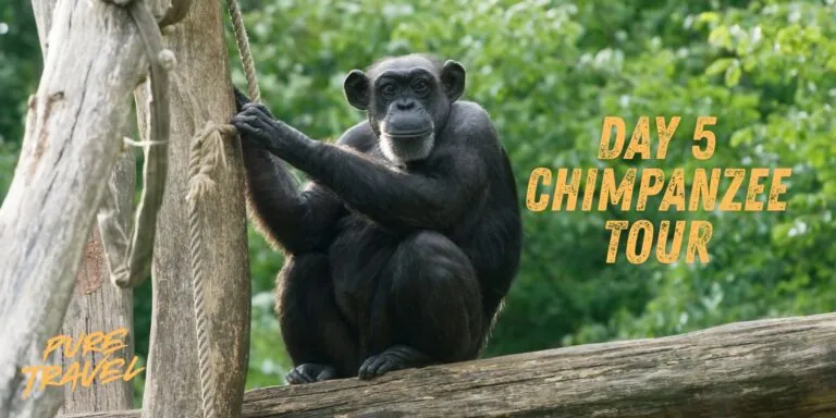Ultimate Guide To Day 5 Chimpanzee Tour In Africa