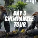 Day 3 Chimpanzee Tour
